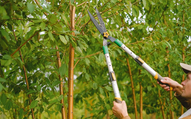 Tree trimming in Holy Cross, IA