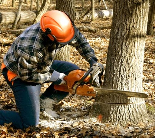 Tree Removal in Holy Cross, IA